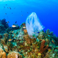 Plastic pollution:- a discarded plastic rubbish bags floats on a tropical coral reef presenting a hazard to marine life