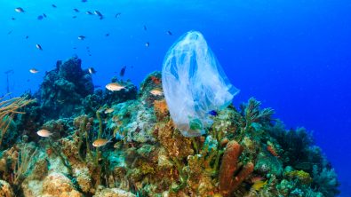 Plastic pollution:- a discarded plastic rubbish bags floats on a tropical coral reef presenting a hazard to marine life
