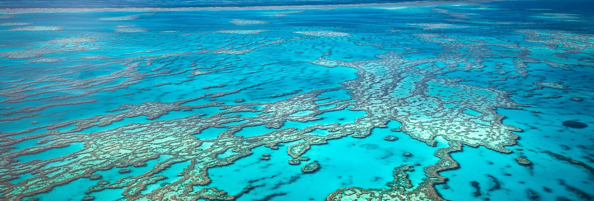 Die besten Tauchsafaris im Great Barrier Reef