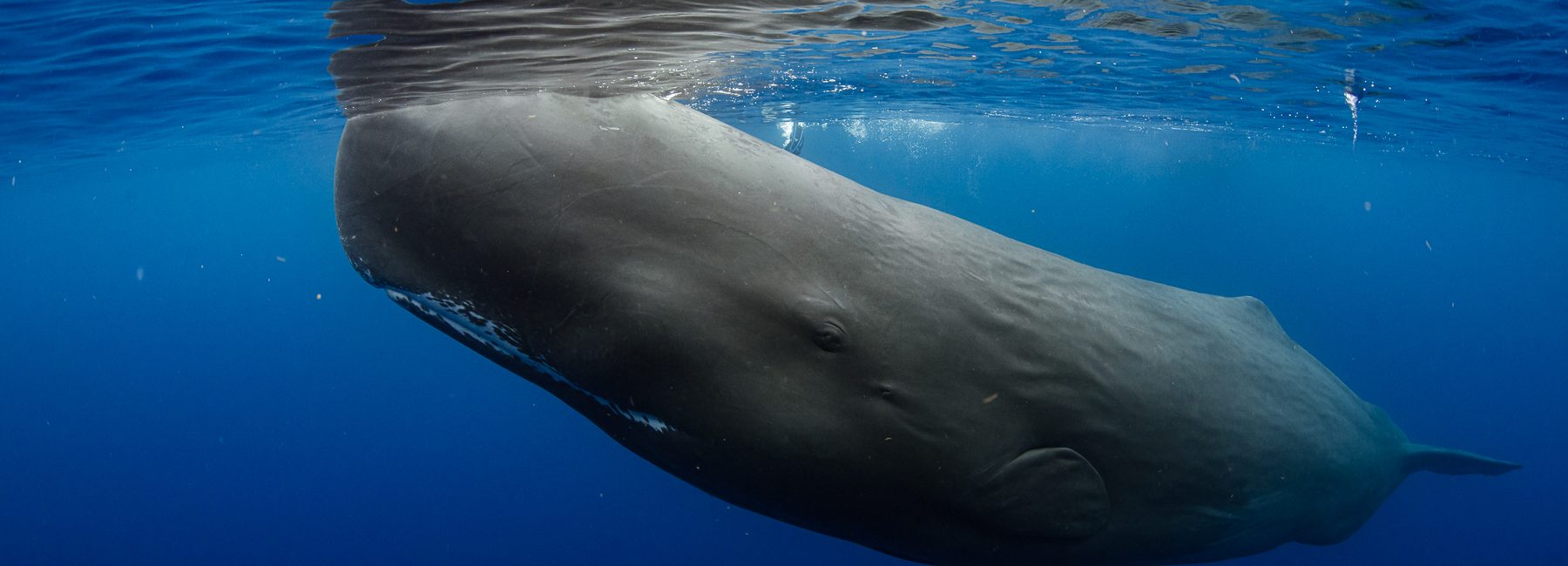 Sperm Whales – The World’s Best Places for Whale Watching and Swimming