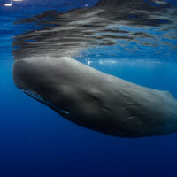 Dominica Sperm Whales
