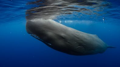 Dominica Sperm Whales