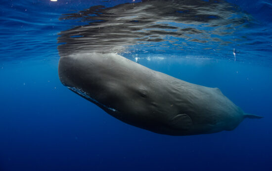 Dominica Sperm Whales
