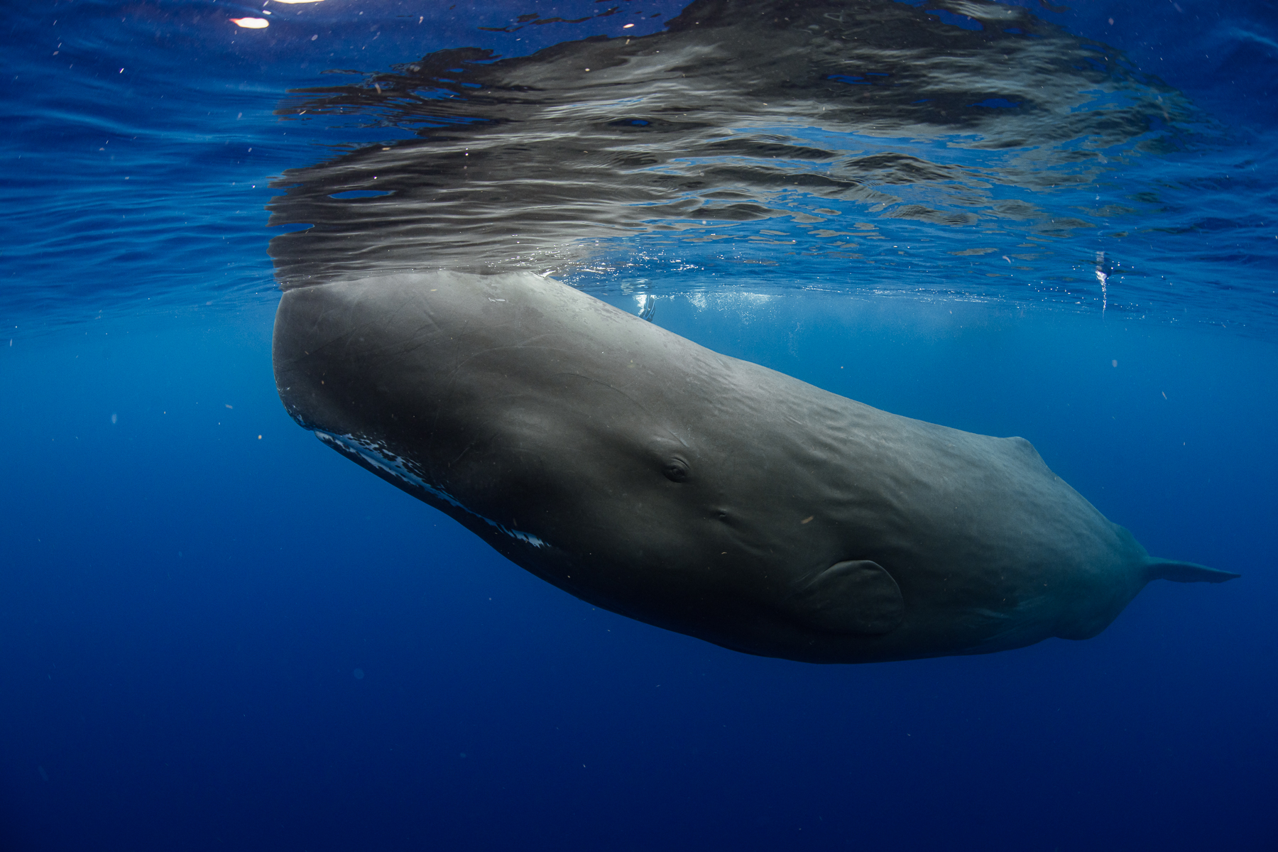 Dominica Sperm Whales