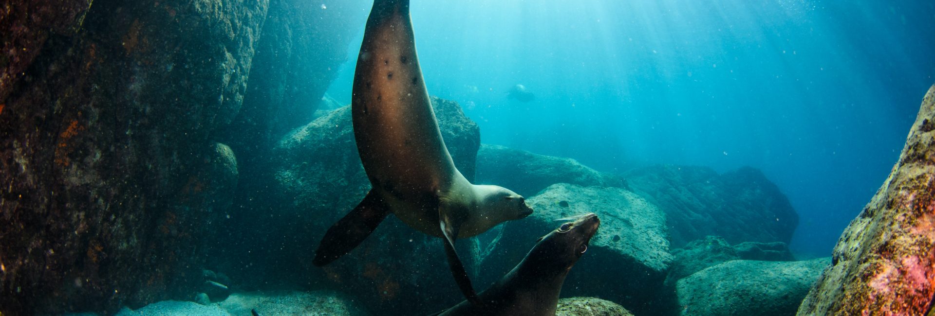 14 Facts About Sea Lions