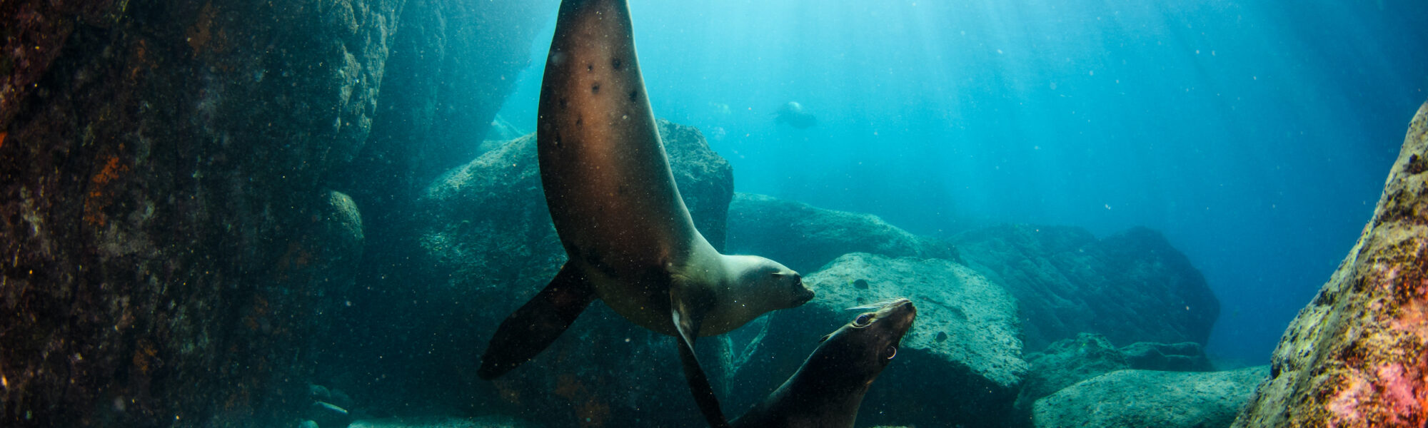 What It’s Like to Dive in La Paz and Cabo San Lucas, Mexico Right Now