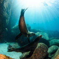 What it's like to dive in La Paz and Cabo San Lucas, Mexico right now