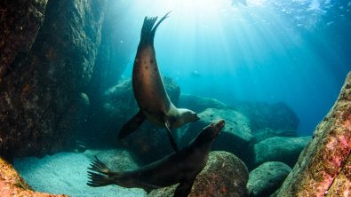 What it's like to dive in La Paz and Cabo San Lucas, Mexico right now