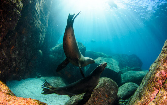 What it's like to dive in La Paz and Cabo San Lucas, Mexico right now