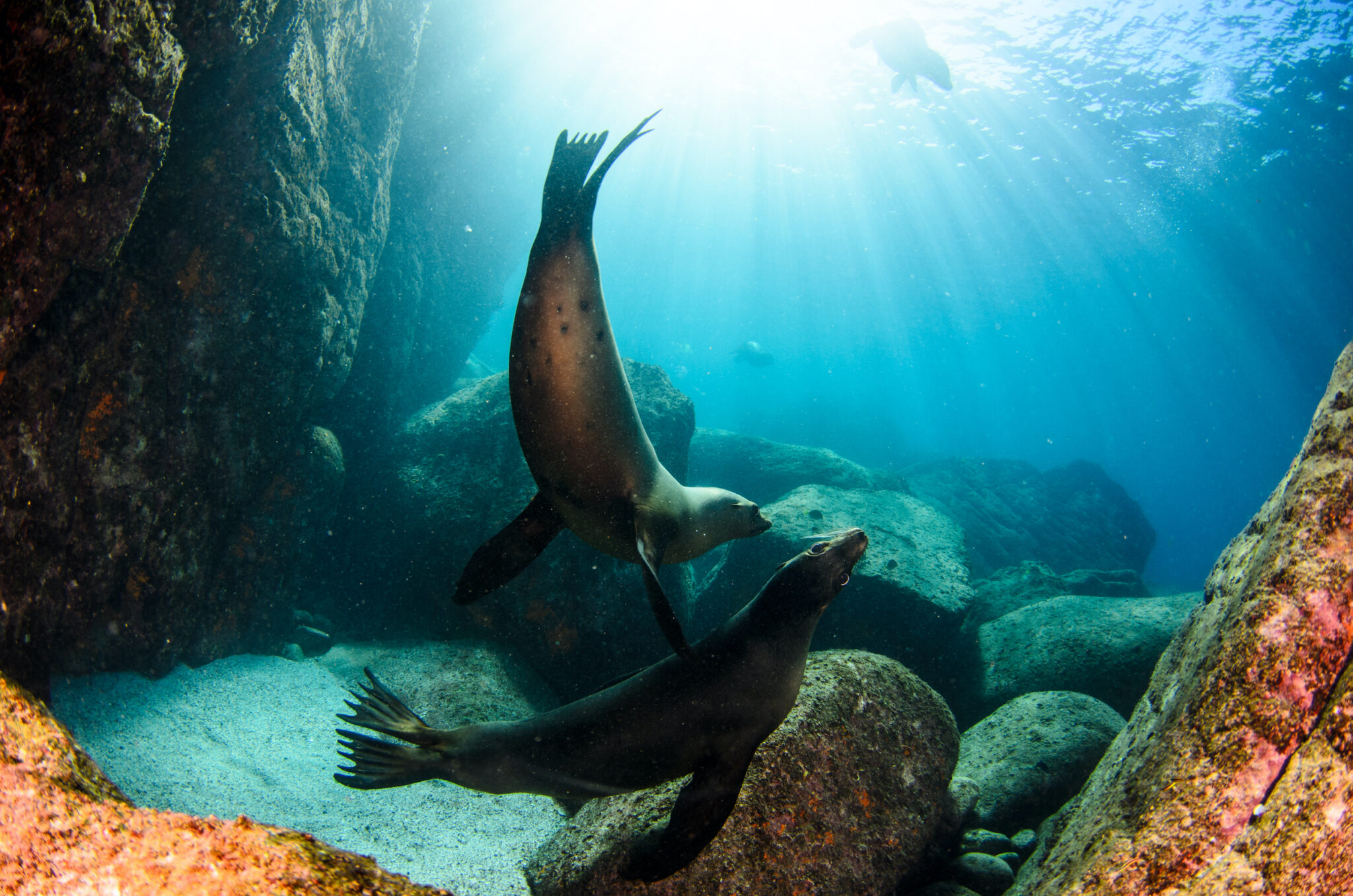 sea lion diving