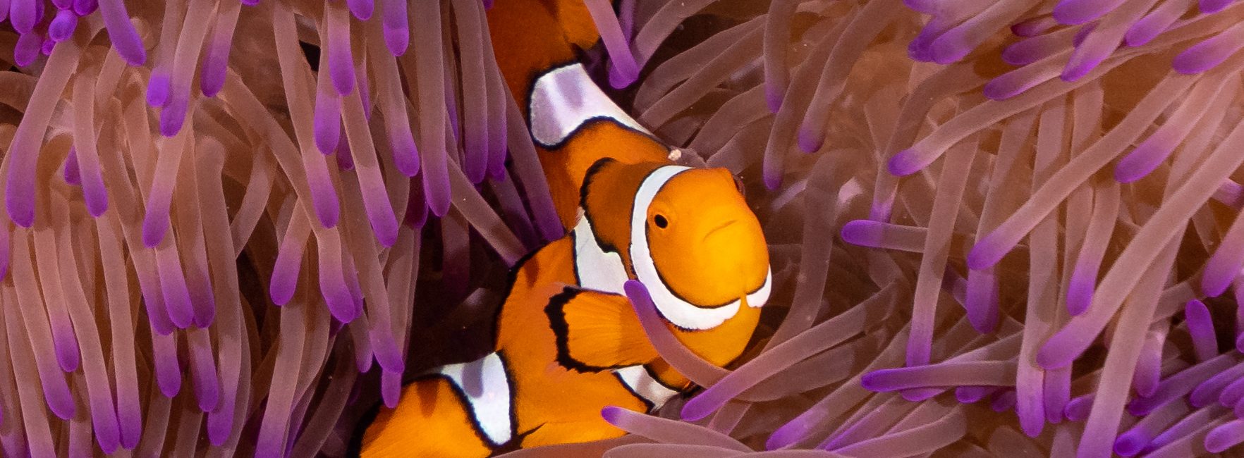 Diving The East Coast of Australia With Tom Park