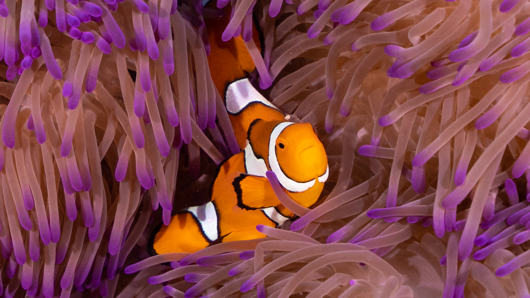 Two bright orange clownfish hiding in an anemone, one of divers' top critters to see when diving tropical coral reefs in July