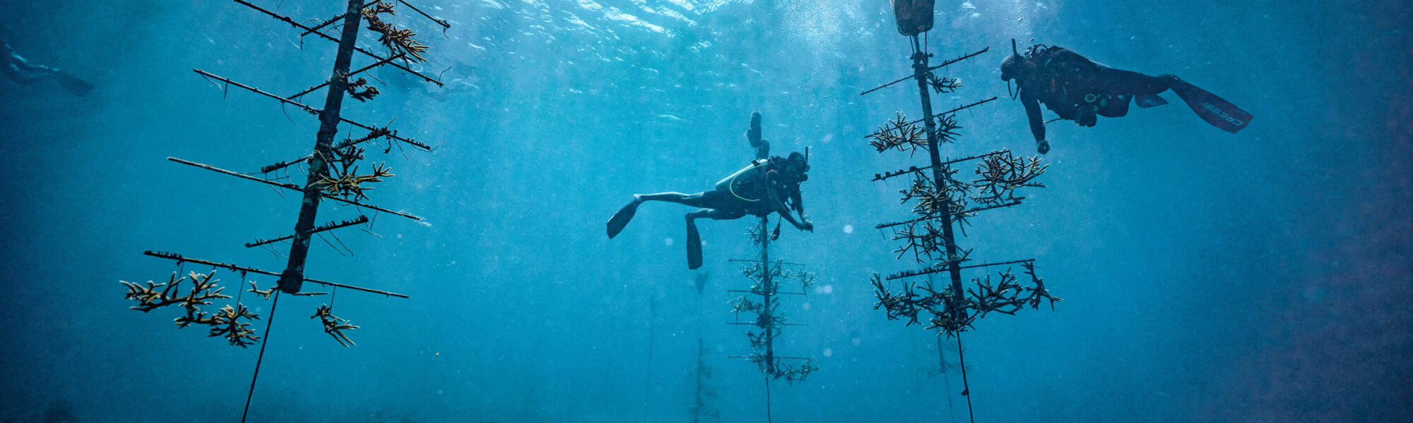 PADI et AWARE annoncent le projet PADI Blueprint pour l&rsquo;Action Océanique