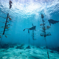 Scuba divers restoring coral