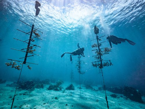 Scuba divers restoring coral