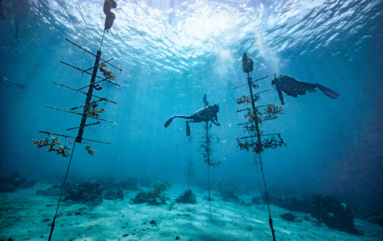 Scuba divers restoring coral