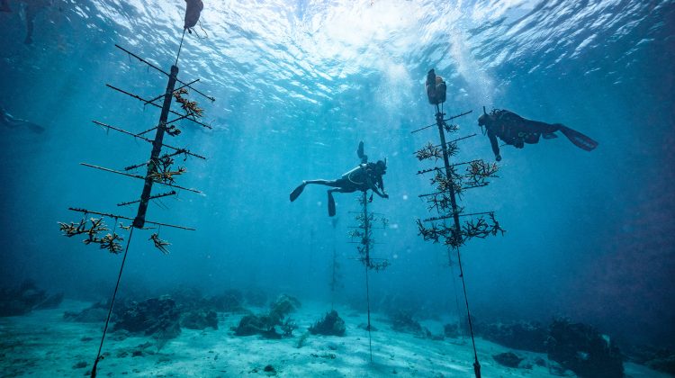 Scuba divers restoring coral
