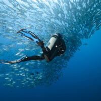 diver-fish-school-shutterstock-marc-henauer