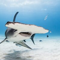Shutterstock image of a great hammerhead shark
