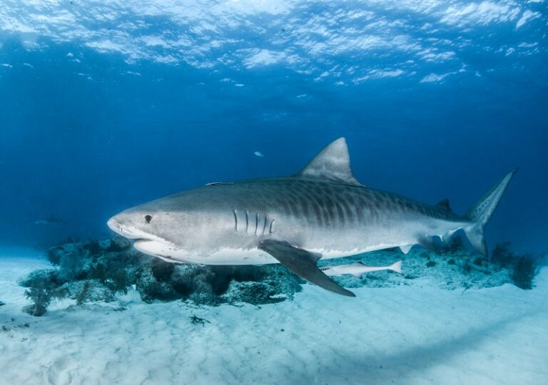 The Best Diving in the Caribbean: 15 Top Destinations