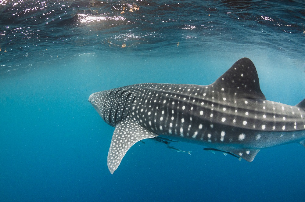 A whale shark cruising past; in Djibouti swimming with whale sharks only 2m long is not uncommon