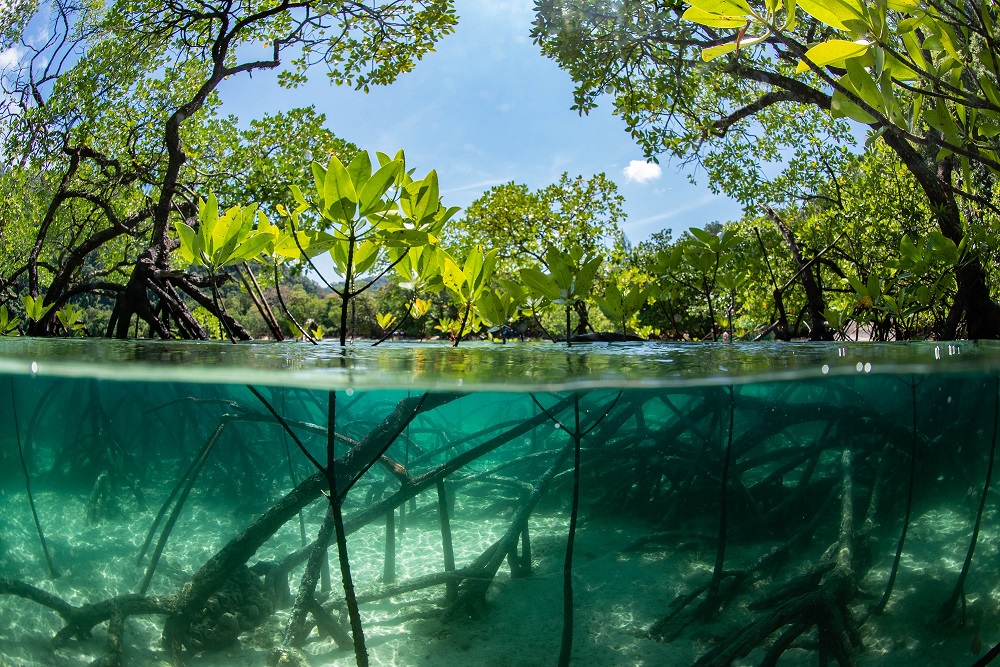 A split shot of a mangrove forest above and below the surface