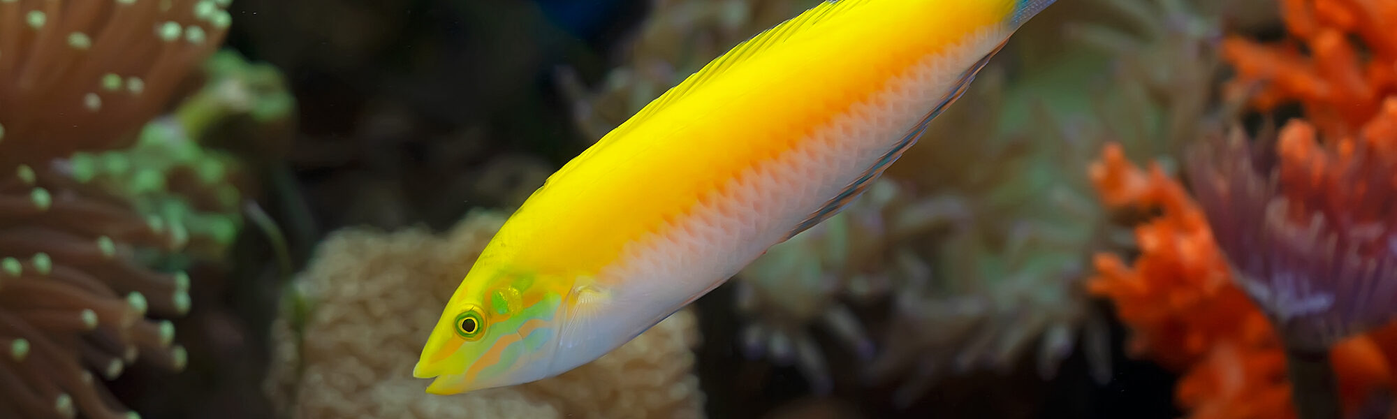 Stars of the Sea: 9 Marine Species Named After Famous People