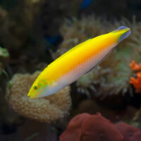 banana wrasse