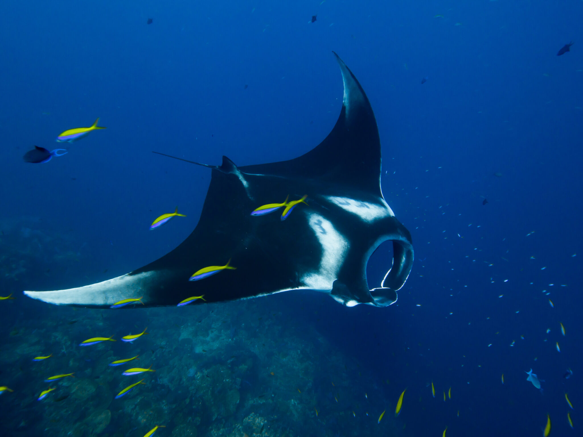 Manta rays are some of the most incredible marine animals in the world, and certainly need protection and respect.