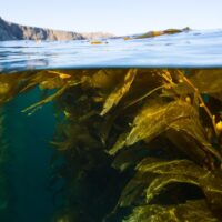 kelp forest split image