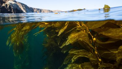 kelp forest split image