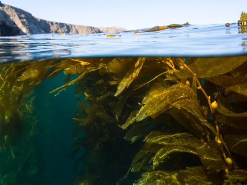 kelp forest split image