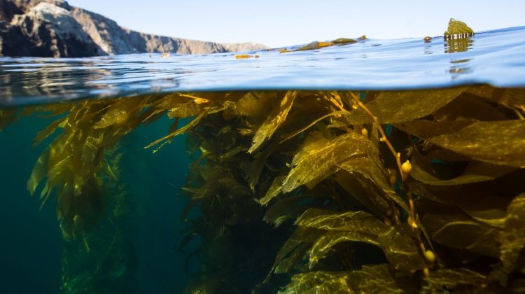 kelp forest split image
