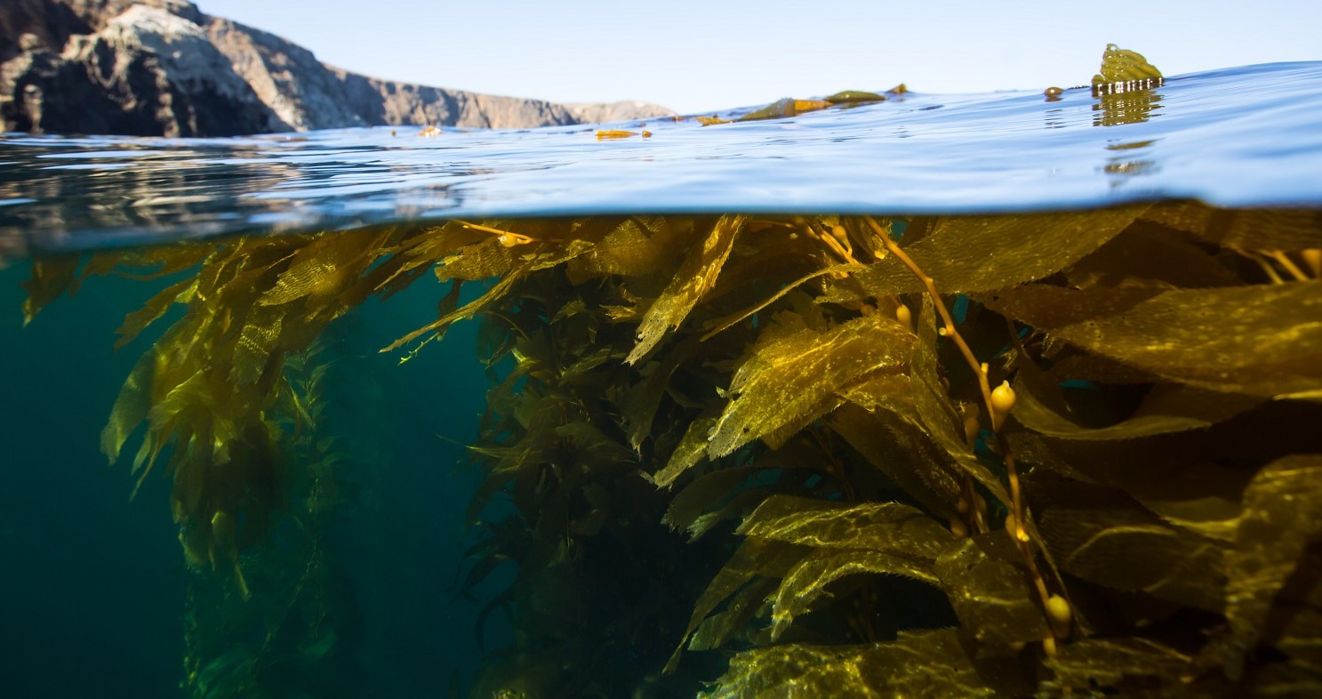 Kelps floating near the surface are ocean plants that grow upwards from rocky seabeds to create a towering seaweed forest