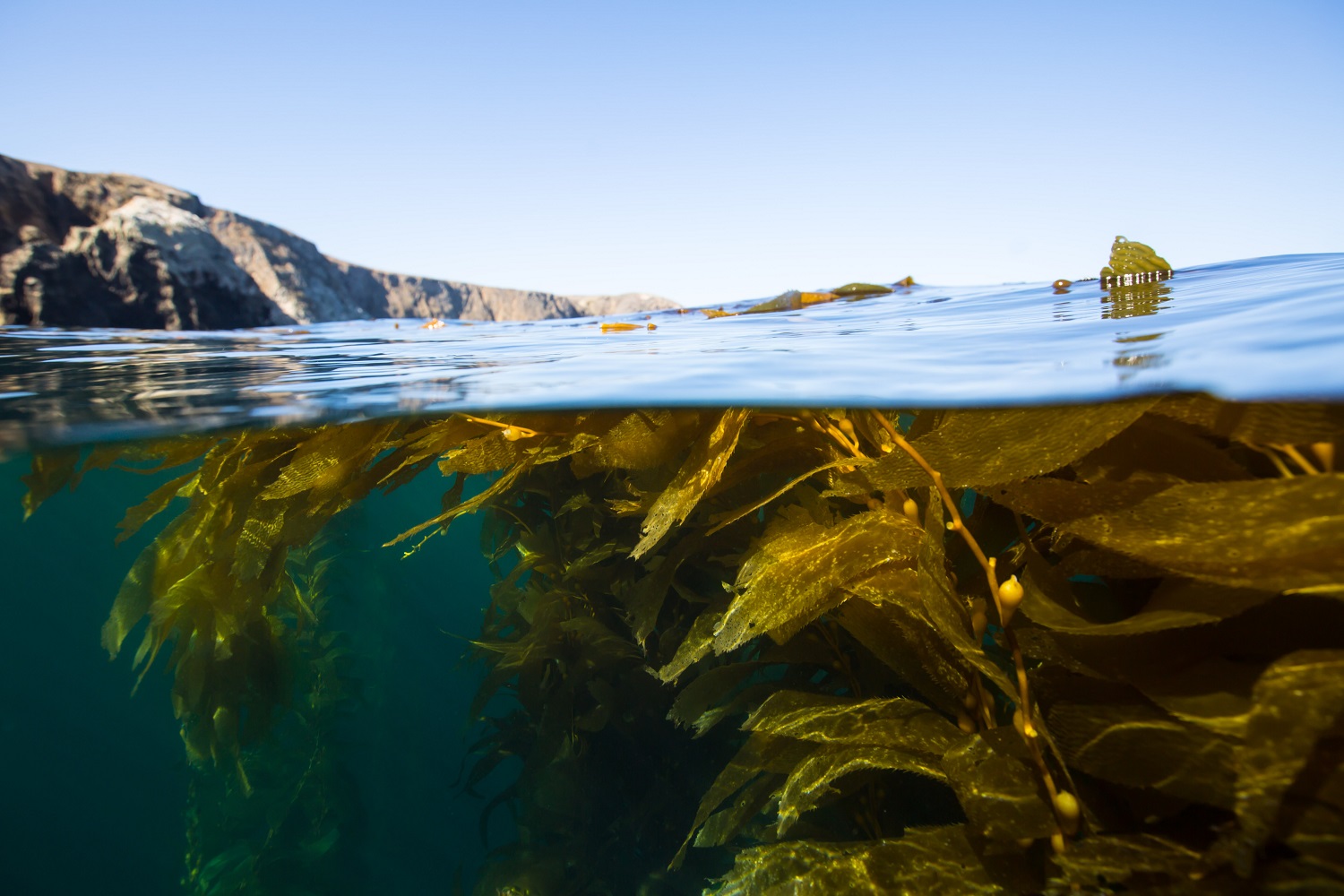 Freediving the kelp forests of California's, Channel islands.