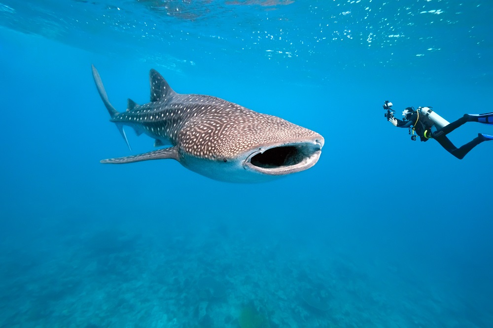 A scuba diver taking underwater whale shark pictures in Mexico, where the world's largest whale shark population can be found
