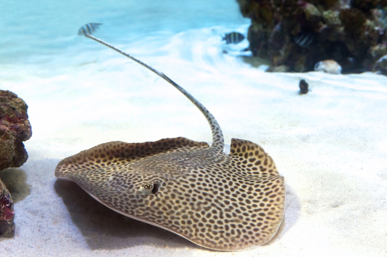 spotted stingray on sandy sea bottom