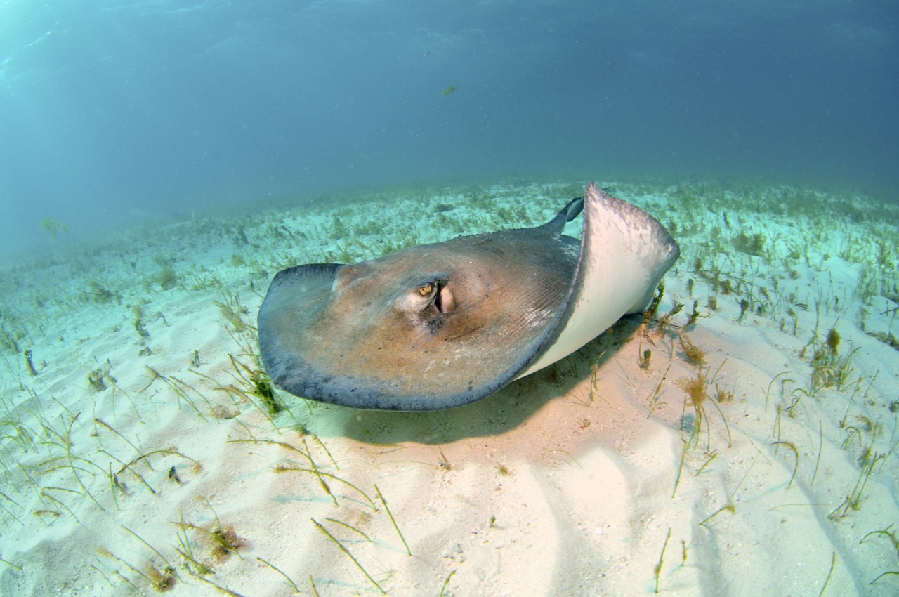 stingray in sea grass