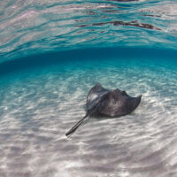 are stingrays dangerous? no, they are not