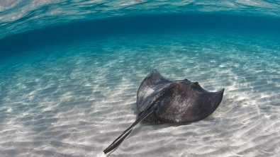 are stingrays dangerous? no, they are not
