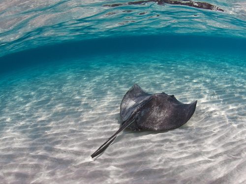 are stingrays dangerous? no, they are not