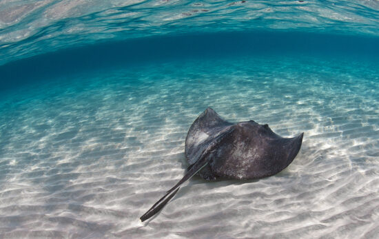 are stingrays dangerous? no, they are not