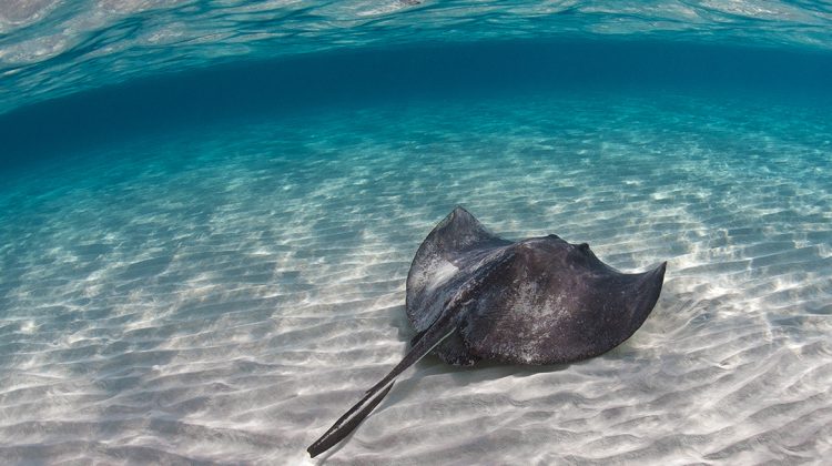 are stingrays dangerous? no, they are not