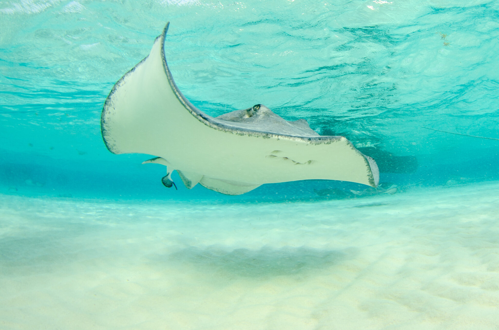 docile stingray glides through water