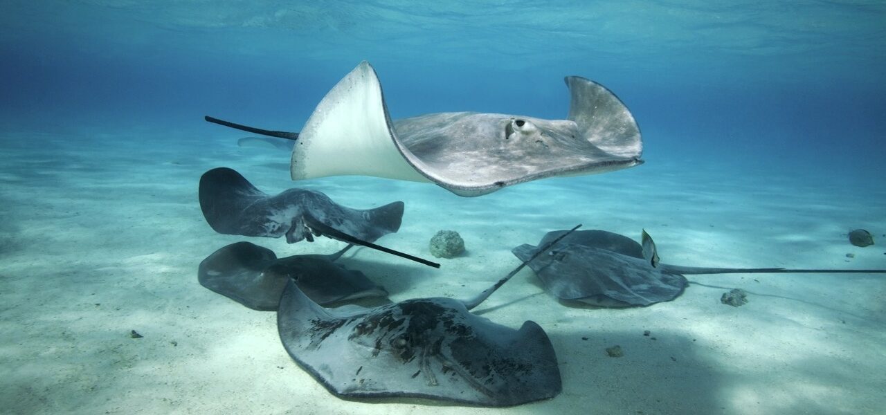 The Stingray That Inspired a New Distinctive Specialty on Marine Life Rescues