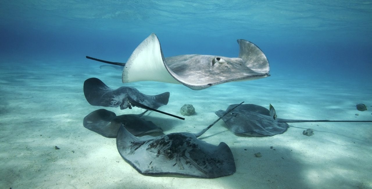 The Stingray That Inspired a New Distinctive Specialty on Marine Life Rescues