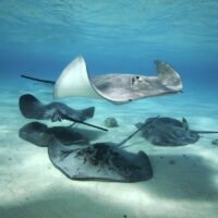 are stingrays dangerous?