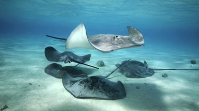 are stingrays dangerous?