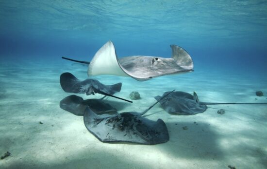 are stingrays dangerous?