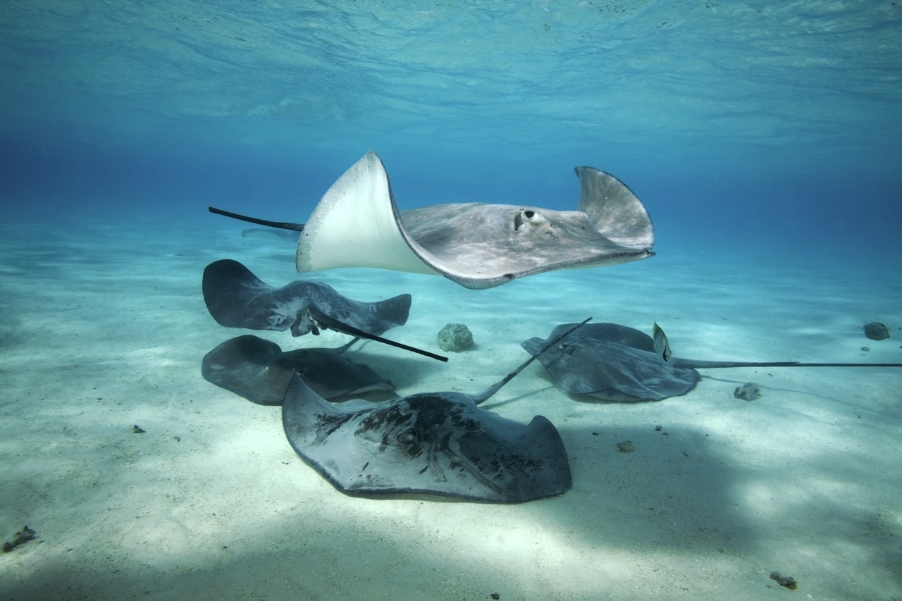 are stingrays dangerous?